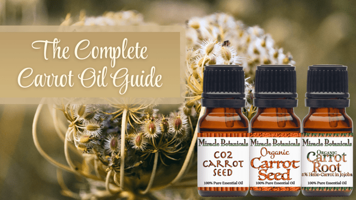 Carrot Seed Oil vs Carrot Root Oil: Complete Comparison Guide