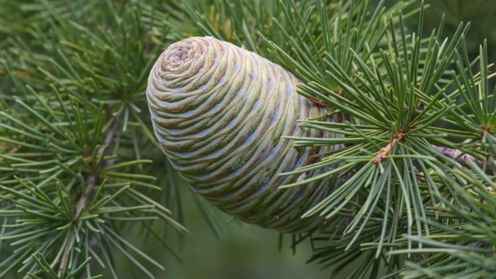 Himalayan Cedarwood Essential Oil