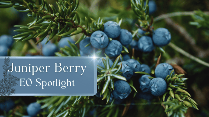 Juniper Berry Essential Oil Spotlight