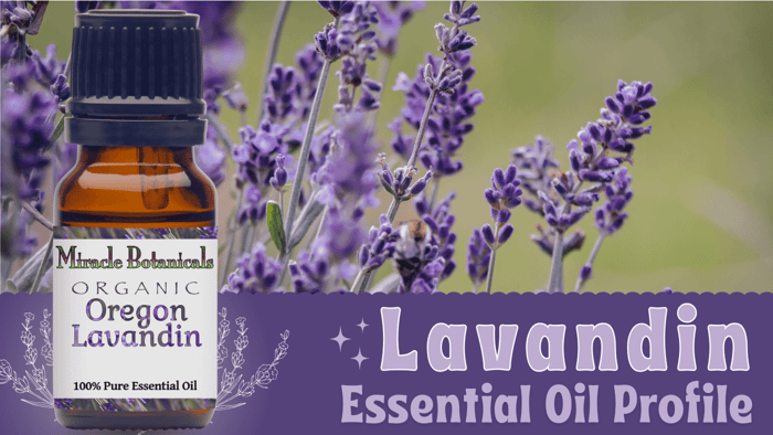 Organic Lavandin Essential Oil Profile