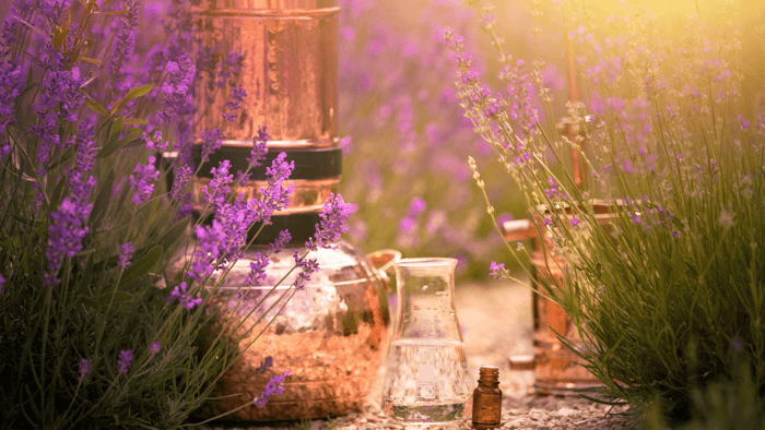 Lavender Essential Oil Profile