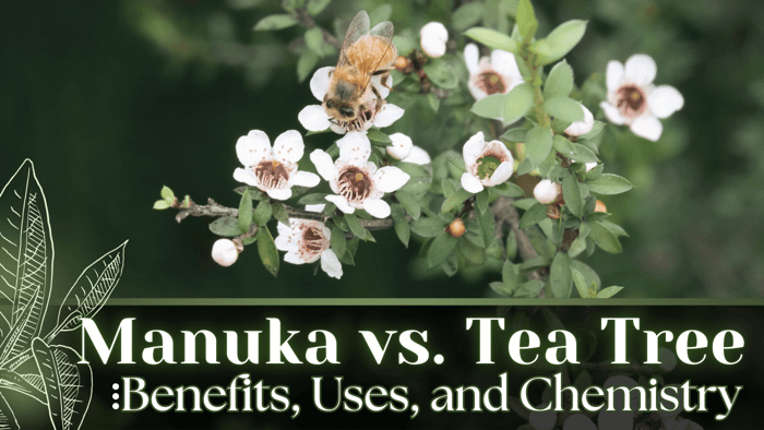 Comparing Essential Oil of Manuka and Tea Tree