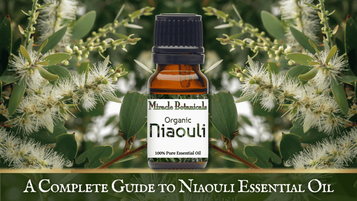 Meet Tea Tree's Botanical Cousin: A Guide to Niaouli Essential Oil