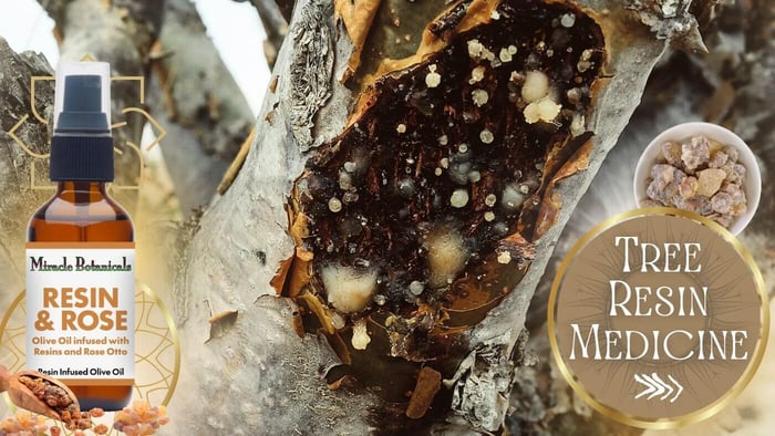 Frankincense and Myrrh tree resin with Resin & Rose Infused body oil by Miracle Botanicals
