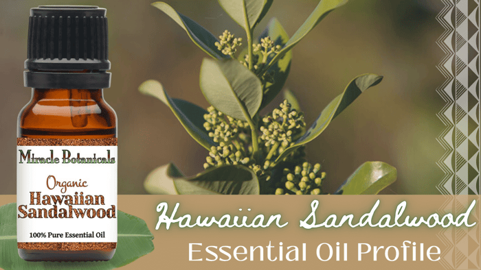 Bottle of Organic Hawaiian Sandalwood Essential Oil from Miracle Botanicals with the branch of a sandalwood tree in the backgroud and the words Hawaiian Sandalwood Essential Oil Profile