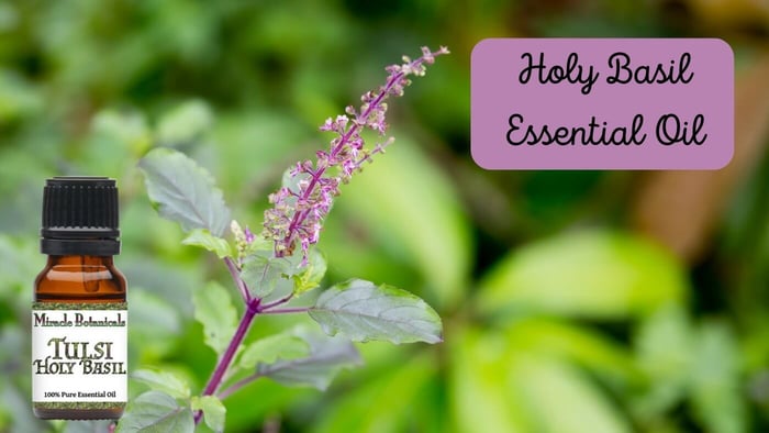 Stress Reducing Holy Basil