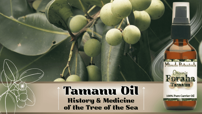 Tamanu Oil