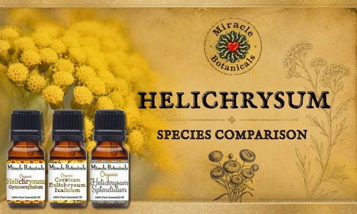 Helichrysum Italicum