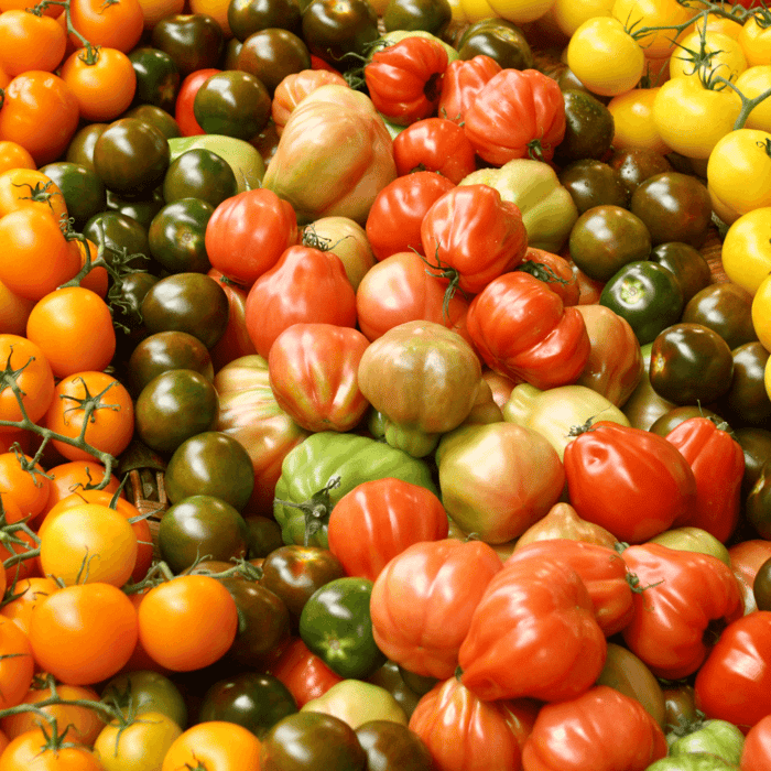 How to Grow Tomatoes in a 5 Gallon Bucket