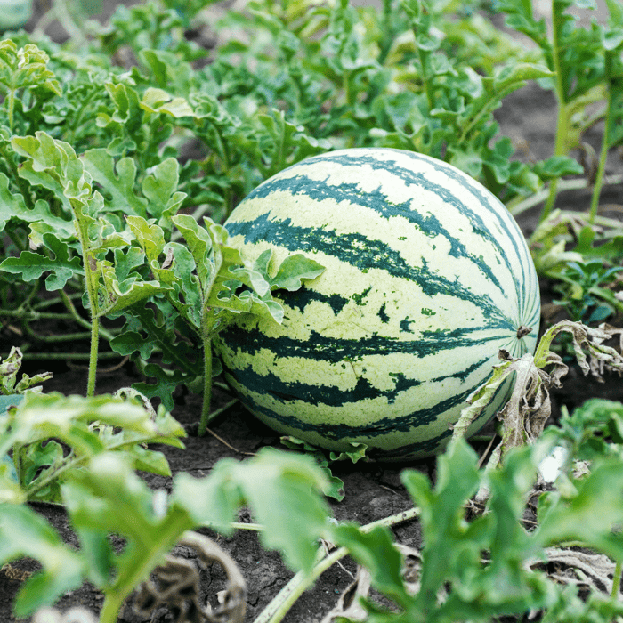 How to Grow Watermelons in Texas: A Complete Guide