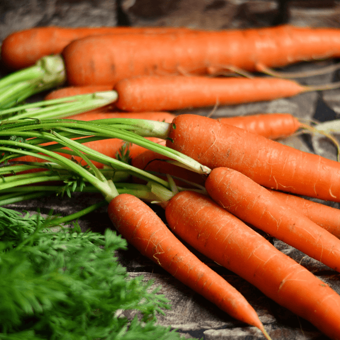How to Prevent Carrot Fly Infestations in Your Garden