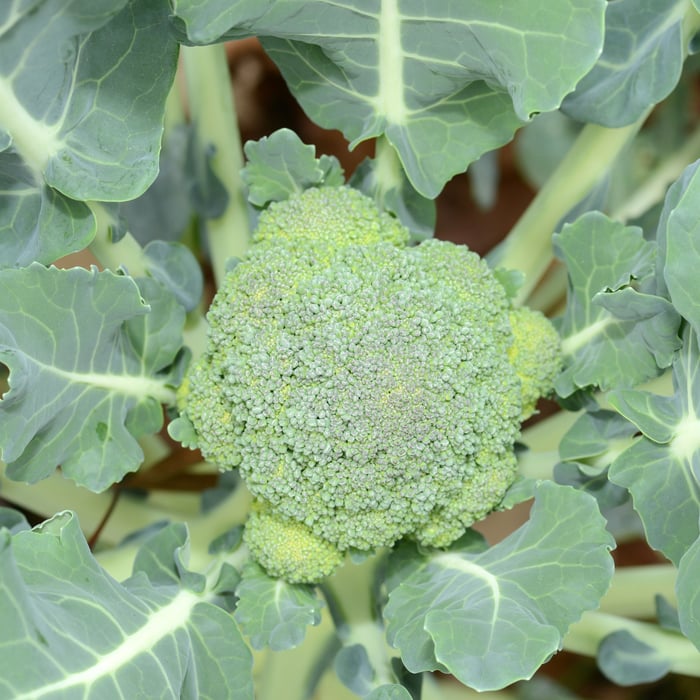 How to Grow Broccoli From Seed - A Complete Guide