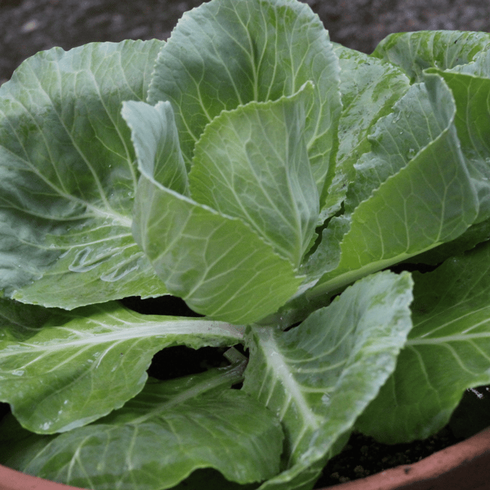 How to Grow Cabbage in a Pot Easily