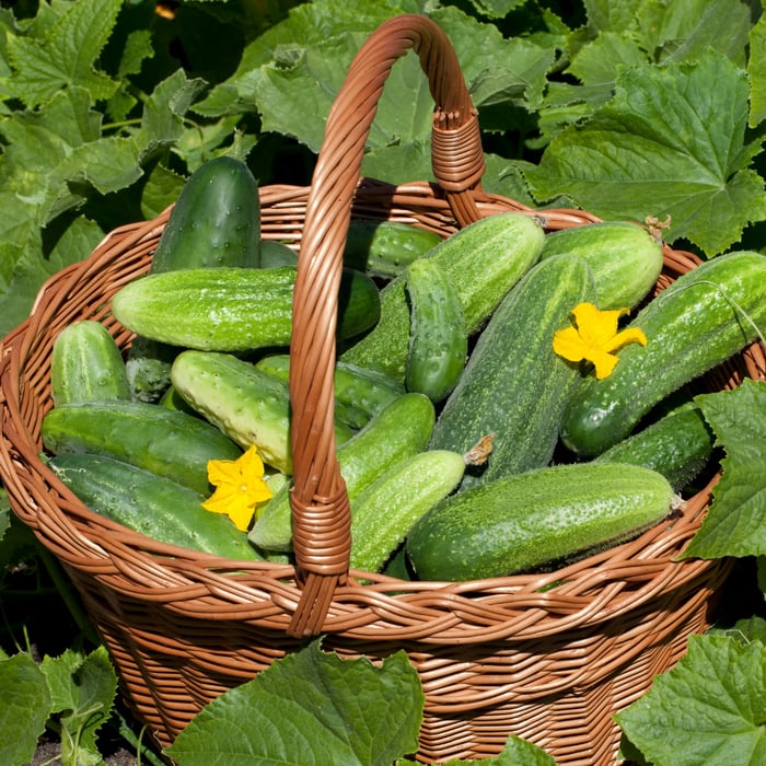 How To Grow Cucumbers In Texas