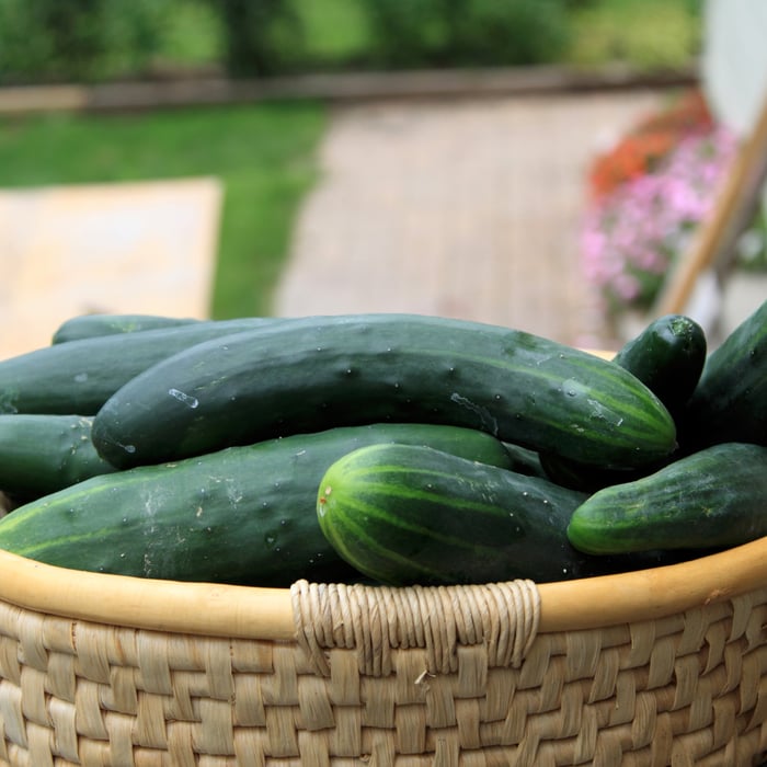 How To Grow Cucumbers In Arizona