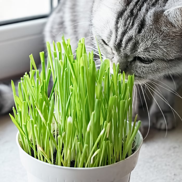 How to Grow Cat Grass: A Comprehensive Guide