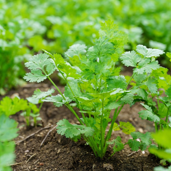 How to Grow Cilantro From Seed: Tips and Tricks