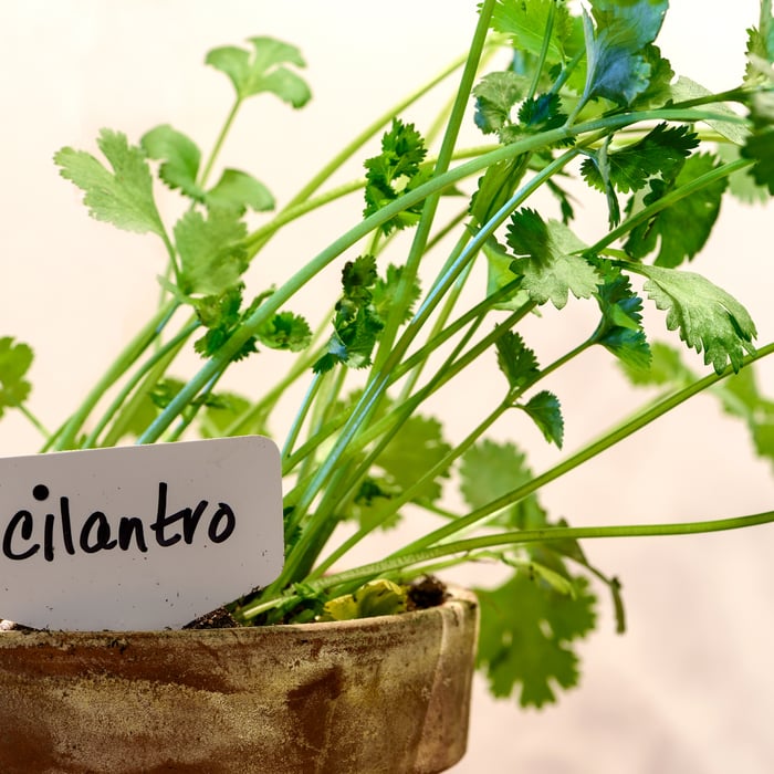 How to Propagate Cilantro: A Complete Guide