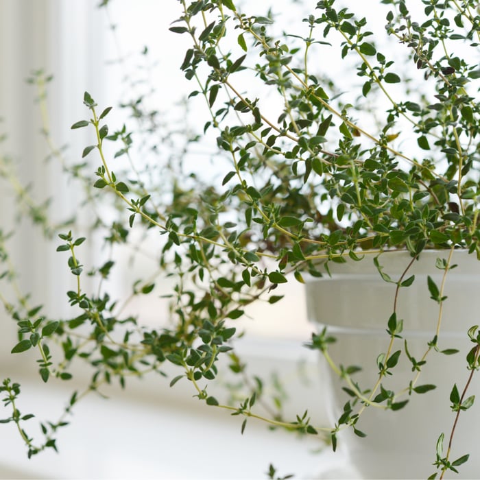 How to Grow Thyme Indoors With Ease