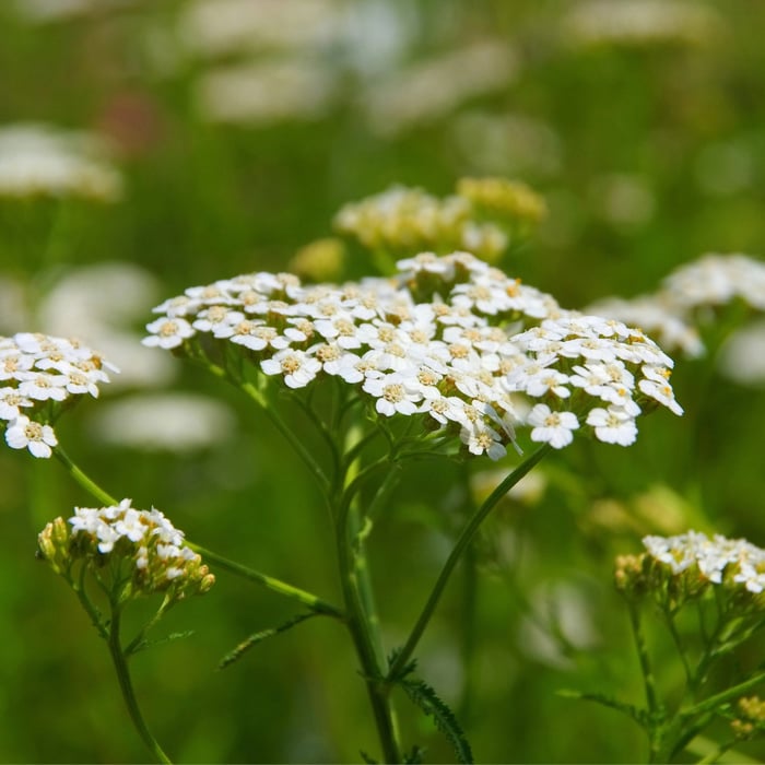 How To Grow Yarrow From Seed With Ease