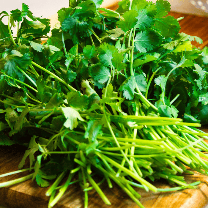 How to Grow Cilantro in Florida