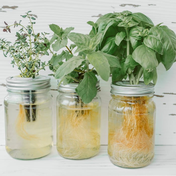 How to Grow Hydroponic Herbs in Mason Jars