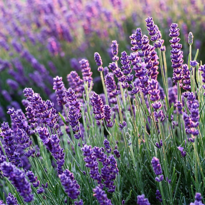 How to Grow Lavender In Oklahoma