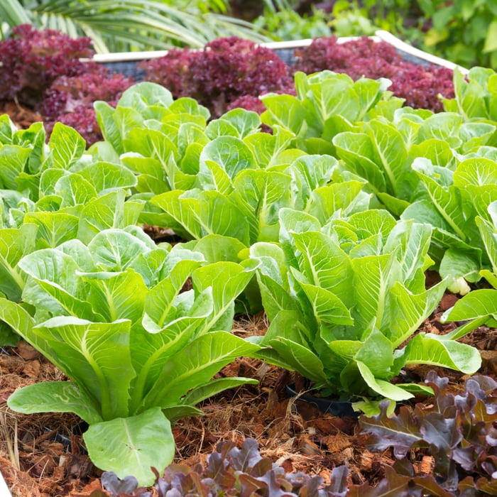 How To Grow Lettuce From Seeds - Complete Guide