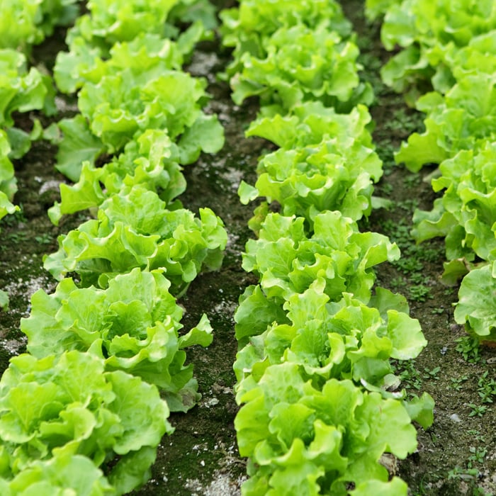 How to Grow Black Seeded Simpson Lettuce From Seeds