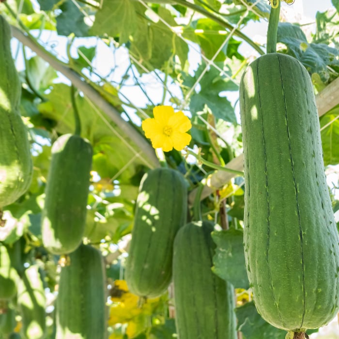 Growing Luffa: The Ultimate Guide
