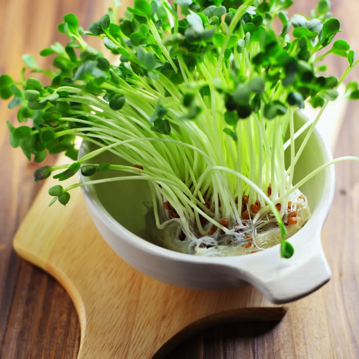 How to Grow Micro Cilantro Guide