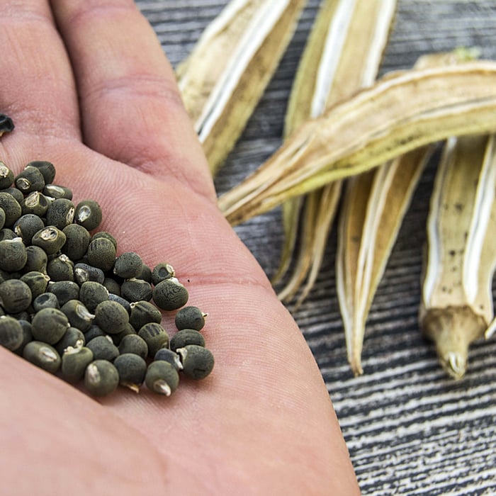 How To Grow Okra From Seed - Complete Guide