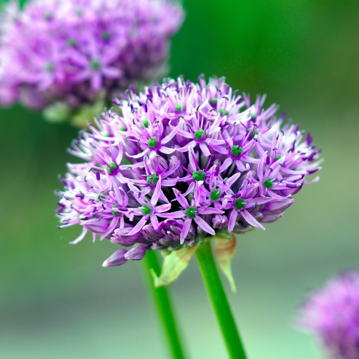 Growing Allium From Seed an Easy Guide