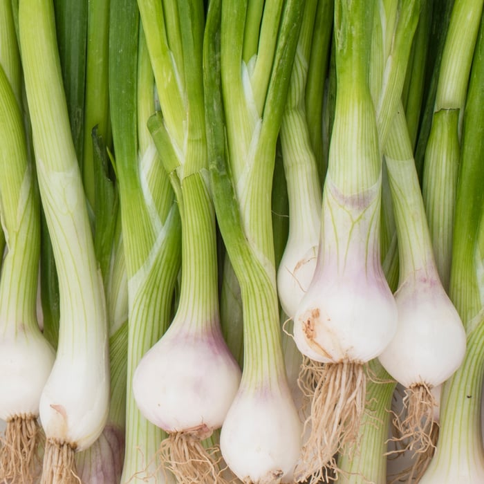 How to Grow Green Onions from Seed
