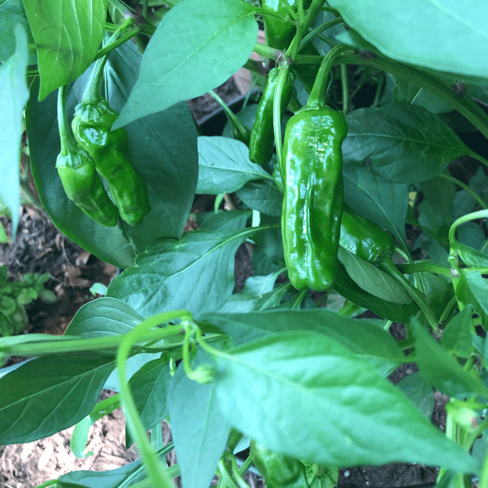 How to Grow Shishito Peppers Easily