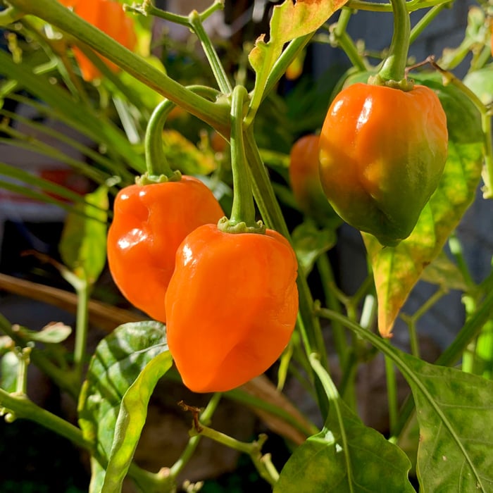 How to Grow Habanero Peppers: A Comprehensive Guide