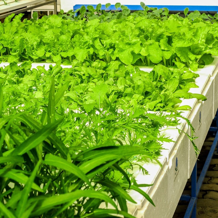 How To Grow a Garden In Your Basement