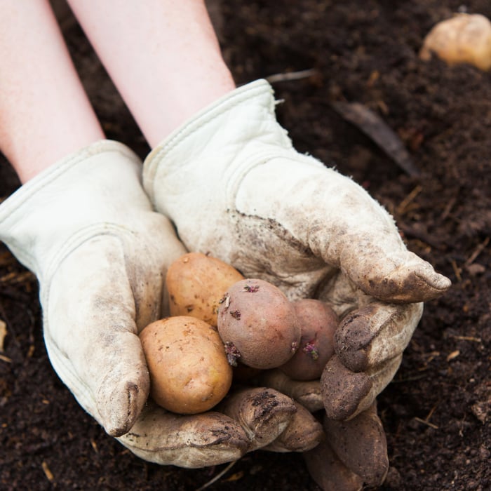 How to Grow Potatoes in Texas Guide