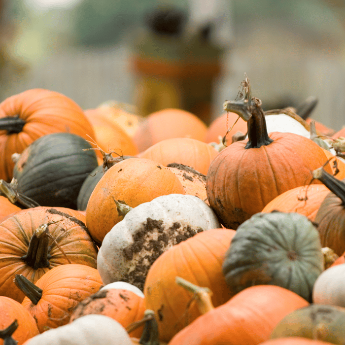 What are Heirloom Pumpkins Varieties