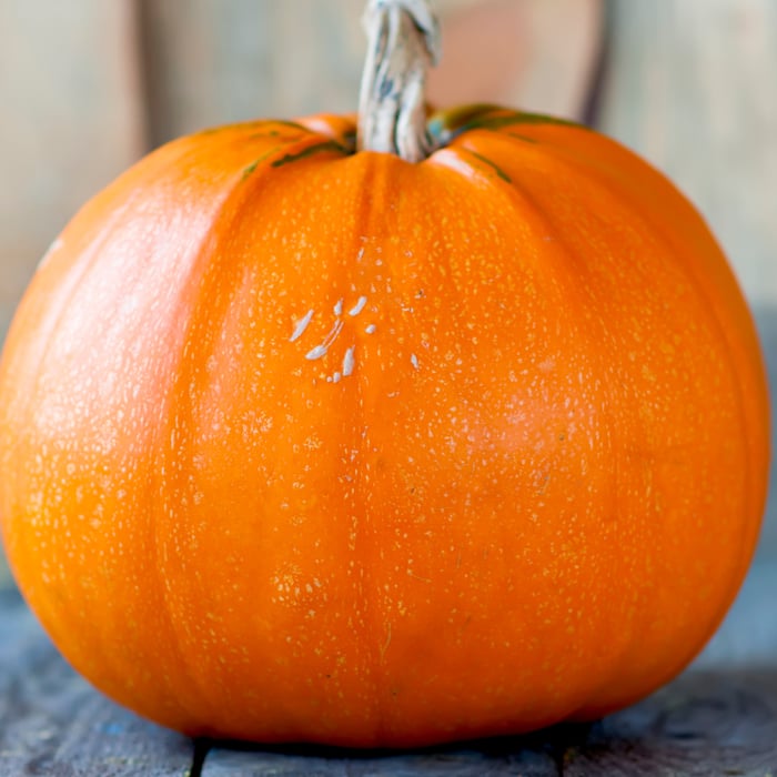 How To Grow Giant Pumpkins With Milk