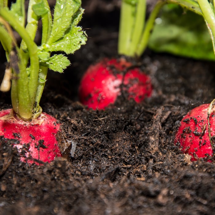 How to Grow Radishes From Seeds - Complete Guide