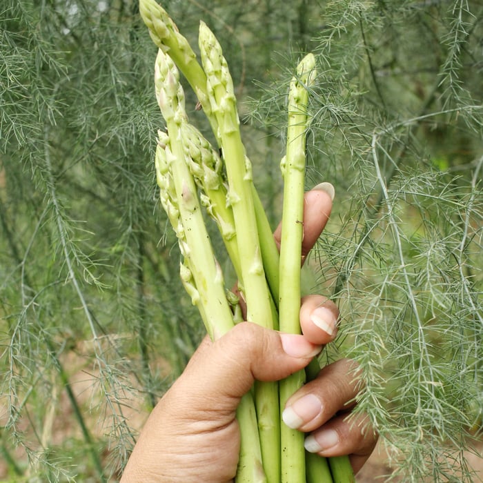 How to Grow Asparagus From Seeds - A Complete Guide