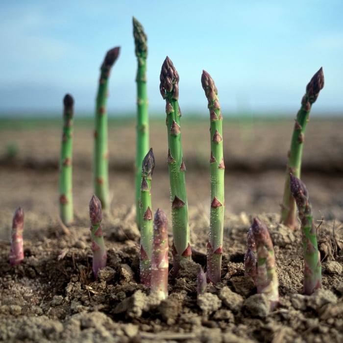 How to Grow Asparagus in Colorado