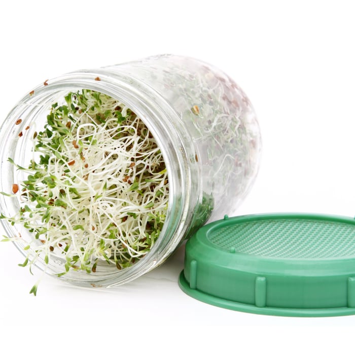How to Grow Broccoli Sprouts at Home: A Complete Guide