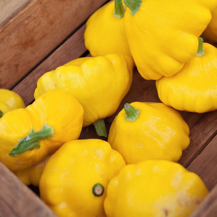 What is Patty Pan Squash Variety
