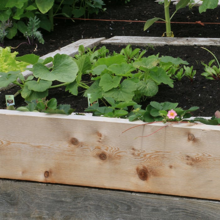 How to Grow Squash in Pots or a Raised Bed