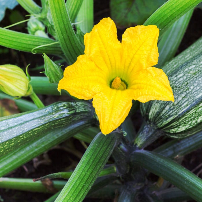 How to Grow Zucchini From Seeds - Complete Guide