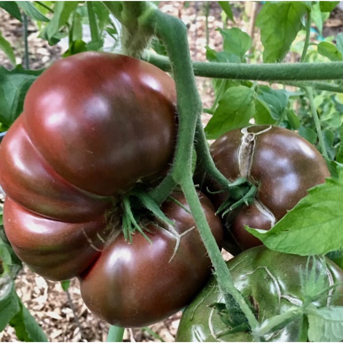 Understanding Indeterminate Types of Tomatoes
