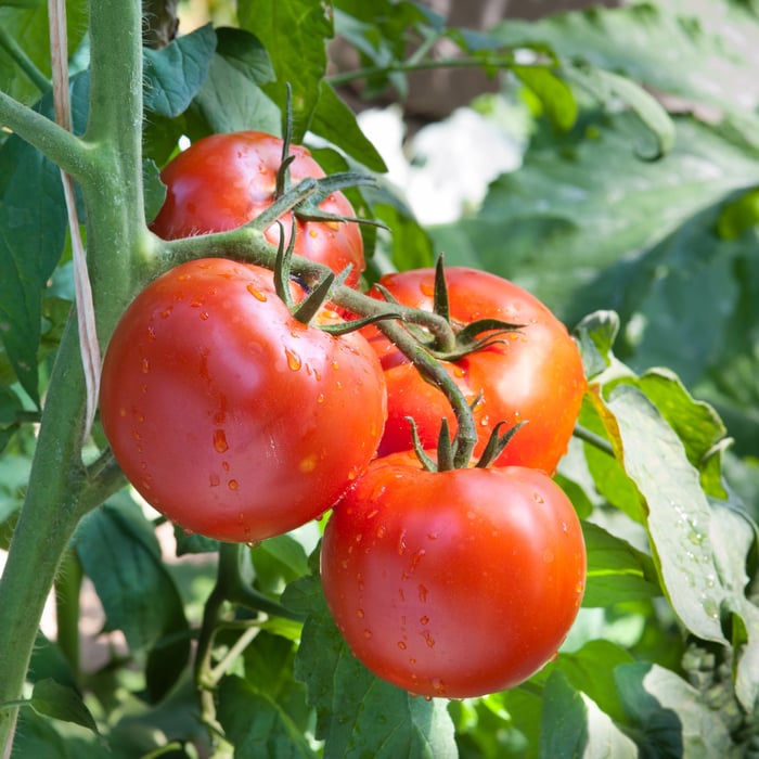 How to Grow Tomatoes in Texas Complete Guide