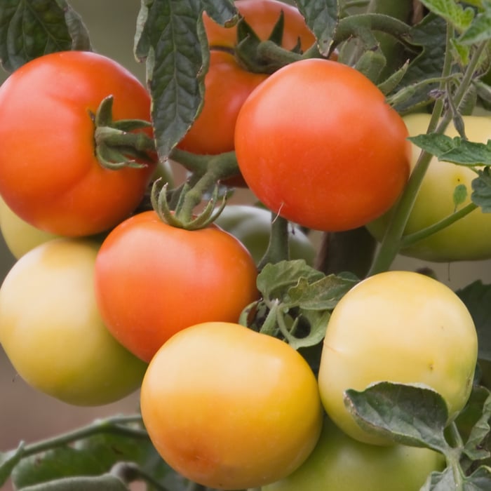 How To Grow Grape Tomatoes Guide